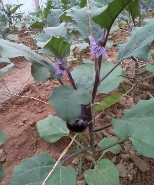 种植西红柿,辣椒,茄子,如何整枝才能更高产?