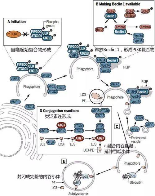 压力相关的自噬信号通路,这篇都说清楚了