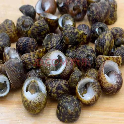 文又衍 舟山新鲜芝麻螺 1斤 鲜活香波螺 海螺猫眼螺螺丝香螺