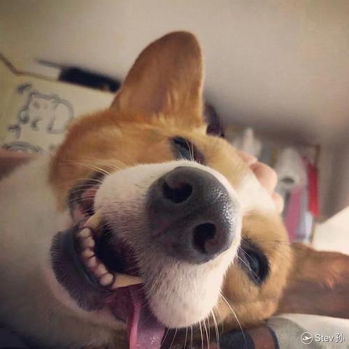 就这个狗头谁能帮忙找到