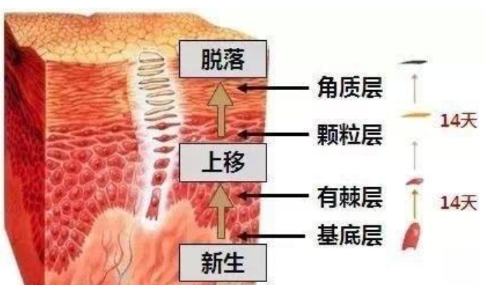 皮肤角质层太薄了,要增厚角质层要怎么做?