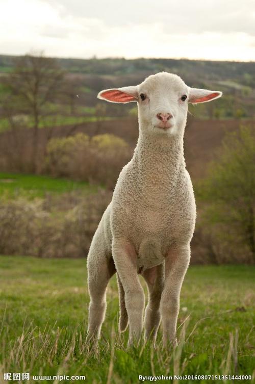 小绵羊