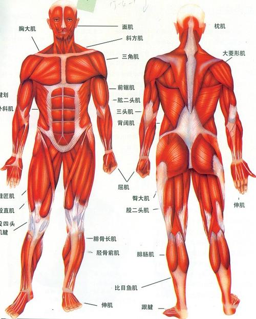 求一个男人体肌肉模型