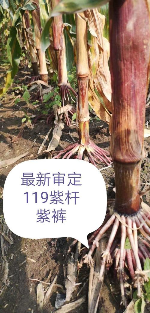 2020年审定.珠高2.63.穗位90!珠高矮,穗位整齐!高抗倒伏!紫杆紫叶!