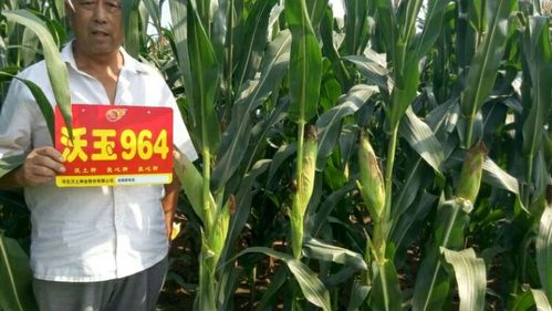 2016精彩随拍津冀玉米高产领袖品种……沃玉964