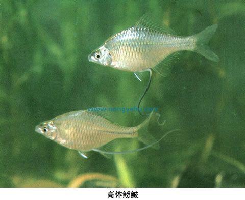 高体鳑鮍