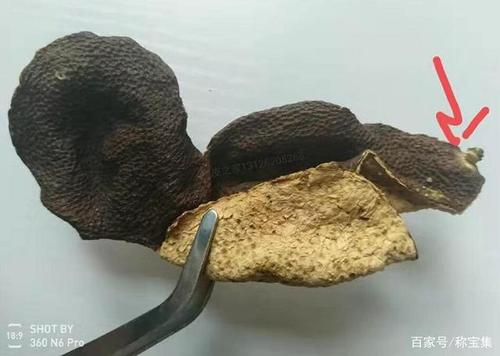 怎样辨别新会陈皮是不是落地果落地皮?