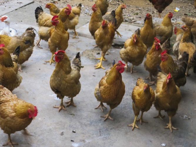 鸡群