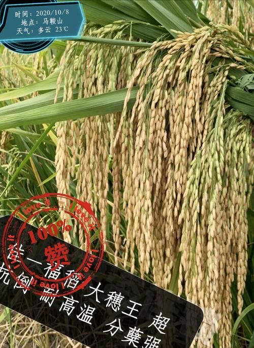 佳一福稻969:高产稻,大穗型,特抗到,耐高温,抗性强,米质好,稳产更高产