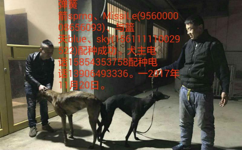 县孟迎春的格力犬种母蓝天使用滨州市秦志刚的格力犬种公弹簧箭配种