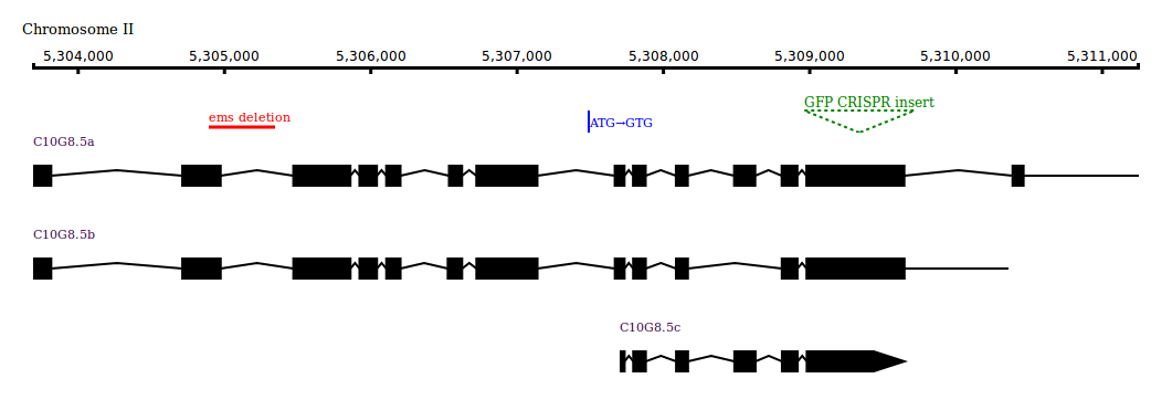 biojs-vis-exon-intron-map