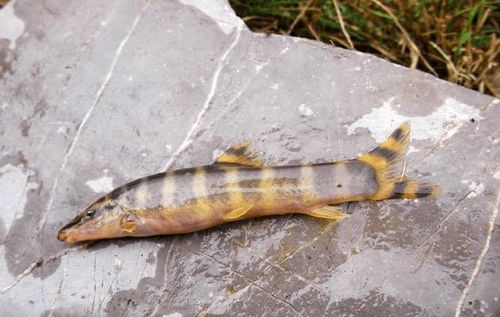 俗称花泥鳅我国特有鱼类以前涨水后成群出没现在1斤180元