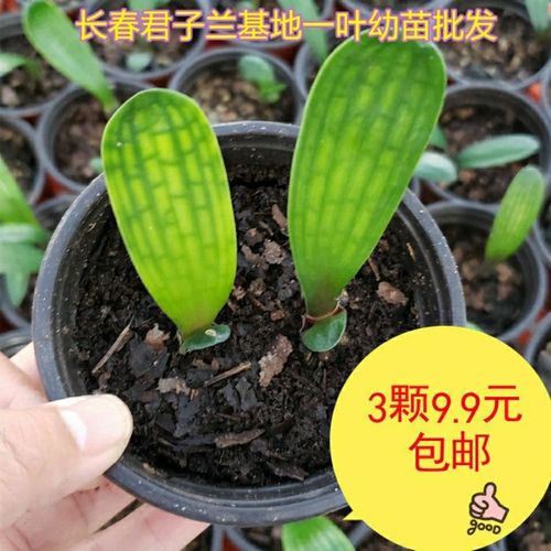 长春精品君子兰小苗9.9米3裸包邮阳台盆栽君子兰油匠