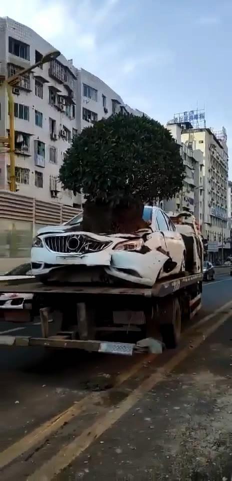 司机车内打虫子酿奇葩车祸引擎盖长树交警到场忍不住笑喷