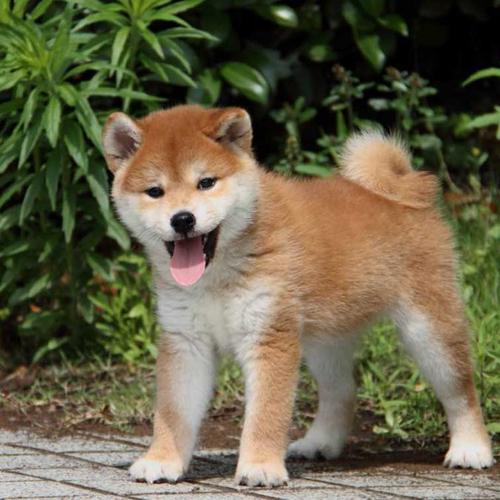 它伴健康宠物狗狗日本小柴犬纯种幼犬活体出售秋田犬八公犬视频g3
