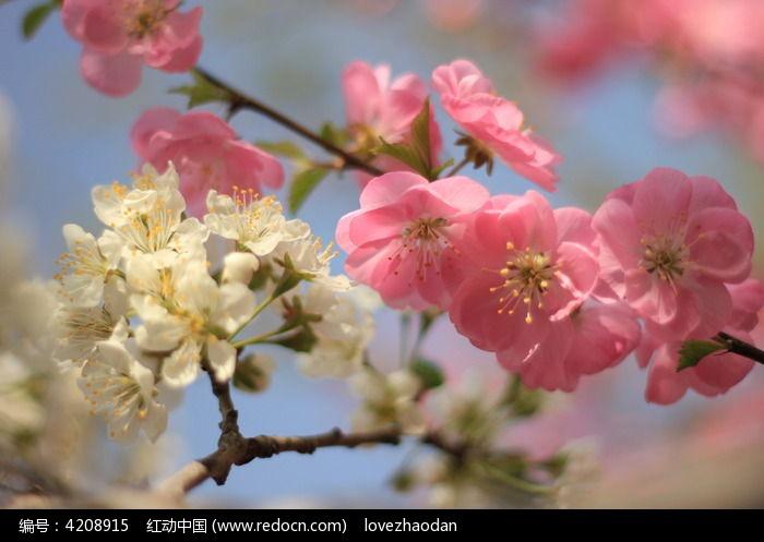 梨花和杏花争春