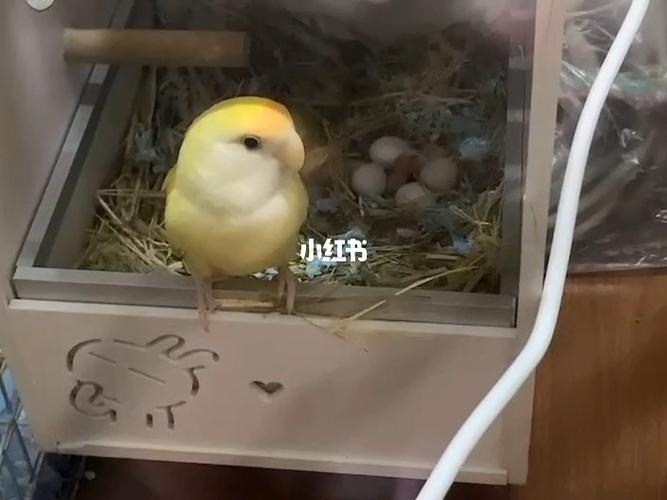 来福 芽芽当爸爸妈妈了_鹦鹉_牡丹_牡丹鹦鹉_宠物