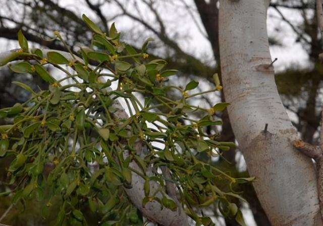 树上一种寄生草人称桑寄生是名贵中草药野外难寻