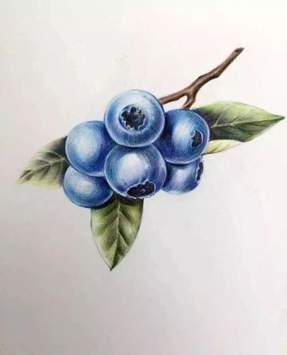 水果彩铅画教程:教你画一串垂涎欲滴的蓝莓!