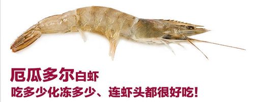 动物作文 白虾