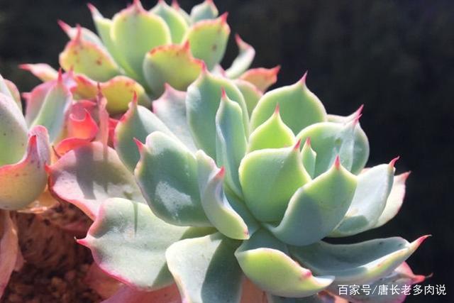 多肉植物海啸肉如其名,养出状态以后颇有几分惊涛拍岸的感觉