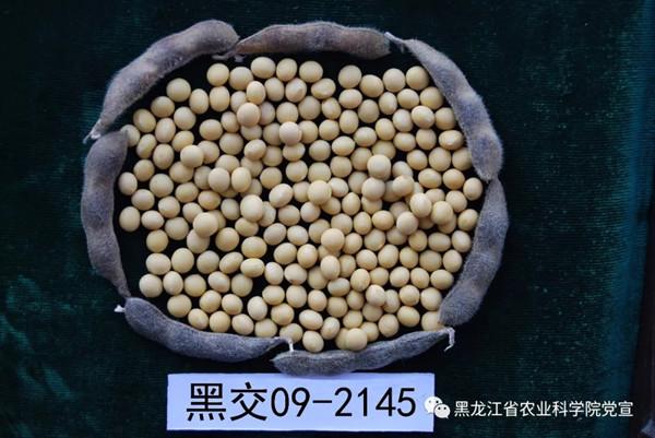 黑龙江省农业科学院优良品种展播黑河56号大豆