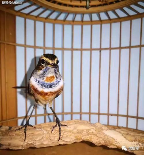 在这里我希望各位新手鸟友在不影响工作生活的情况来选择饲养靛颏