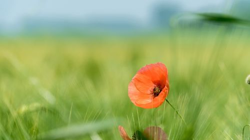 花草树木花草树木4k专区壁纸1