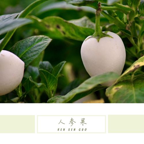 【首发】人参果