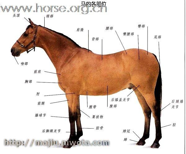 马的体表名称大全