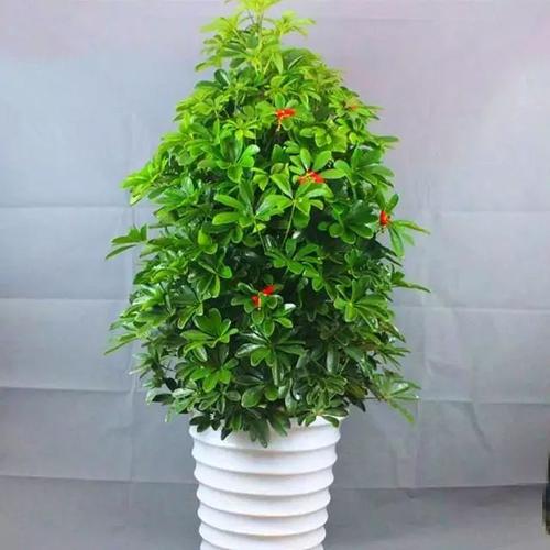 垂叶榕也是室内植物最好的选择之一,它可以有效去除地毯和家具中的