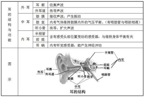 耳朵的结构和功能