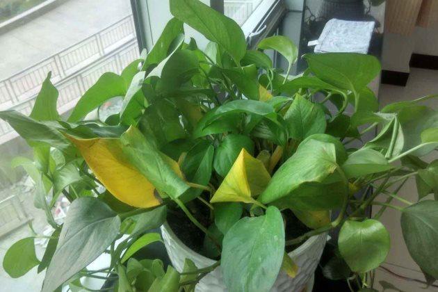 绿萝叶子发黄是什么原因?绿萝叶子发黄怎么办