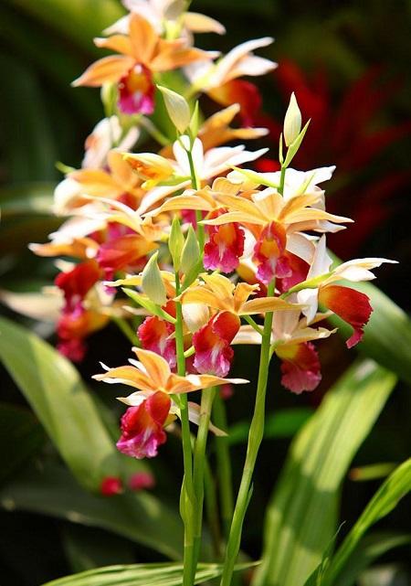 鹤顶兰的功效与作用