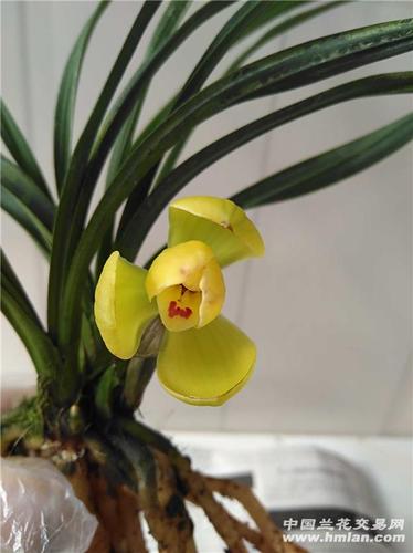 春兰黄荷带现花 - 中国兰花交易网
