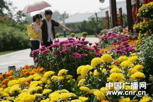 北京菊花文化节在世界花卉大观园开展