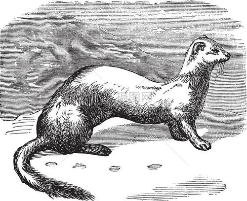 stoatmustelaerminea或ermine或短尾黄鼠狼在冬骨雕刻中的长尾黄鼠狼