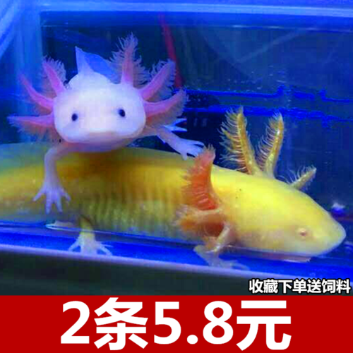 六角龙鱼活鱼-特价促销-优惠券领取-价格|多少钱|什么