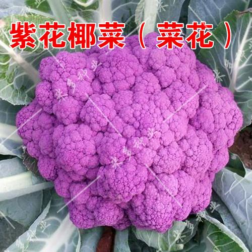 花椰菜花菜种子 白黄绿紫 花菜 菜花 宝塔菜 特色蔬菜 小菜园包邮