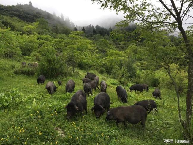 西南商报色湾藏香猪成为四川阿坝州黑水县重点畜牧产业