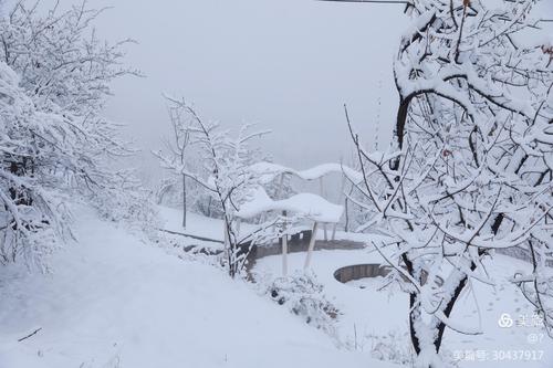 其它 下雪了 写美篇 2020年11月21日拍摄于晋城市吴王山