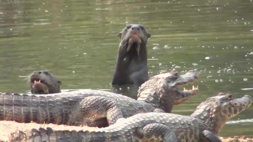 鳄鱼单挑七八只巨水獭结果不到3分钟就乖乖成了水獭的午餐