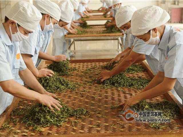 广西梧州六堡茶的历史 广西梧州六堡茶生产情况