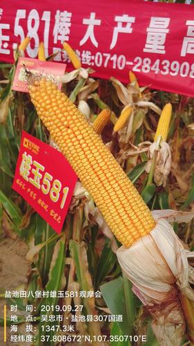 雄玉581,棒子大,起草好,产量高!