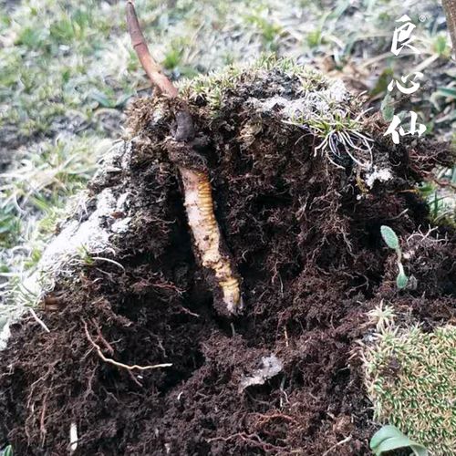 良心仙鲜草10根07克根西藏那曲野生冬虫夏草新鲜虫草那曲直发