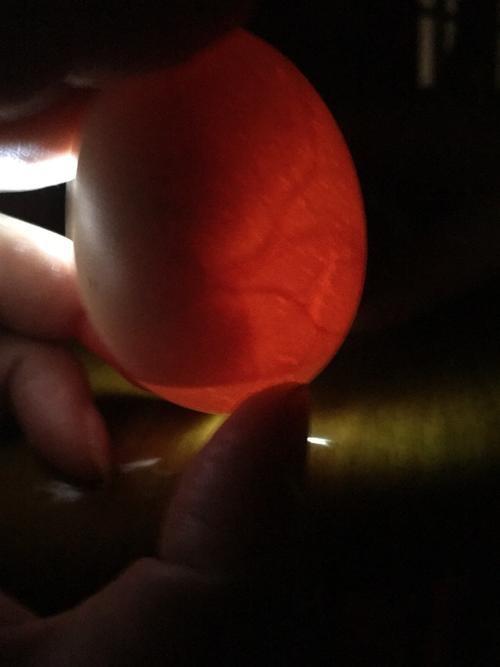 "爱护小动物之小鸡孵化记"