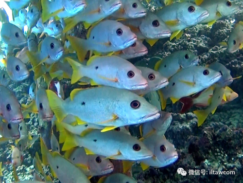 物种图册单斑笛鲷