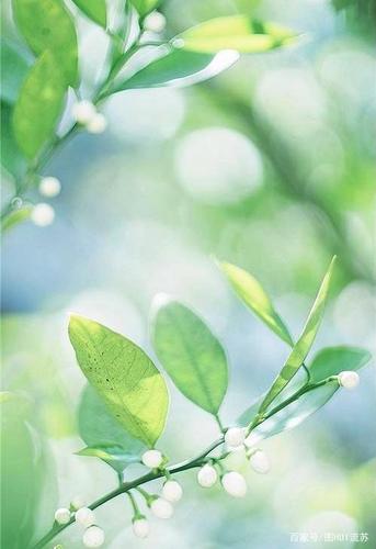 小清新系列花朵手机壁纸 一朵花开的时间