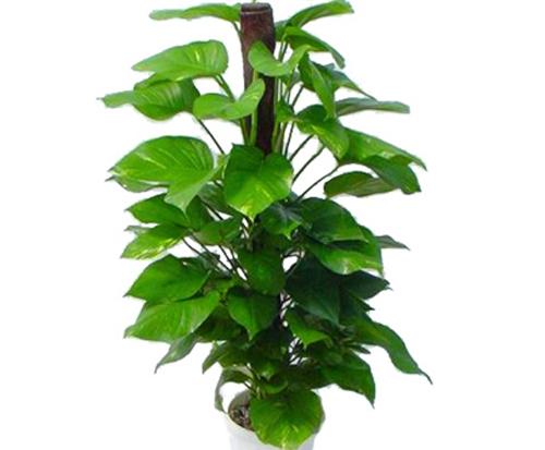 盆栽绿萝应注意哪些问题