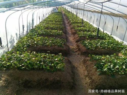 平欧大榛子苗嫰枝扦插技术,一片树叶变成一棵大榛子树